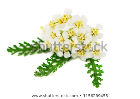 Stock foto: Yarrow Milfoil Flower Medicinal Plant Achillea Millefolium