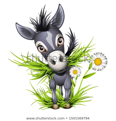 Foto stock: Little Shaggy Grey Donkey