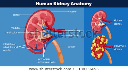 Foto stock: Human Kidney Diagram