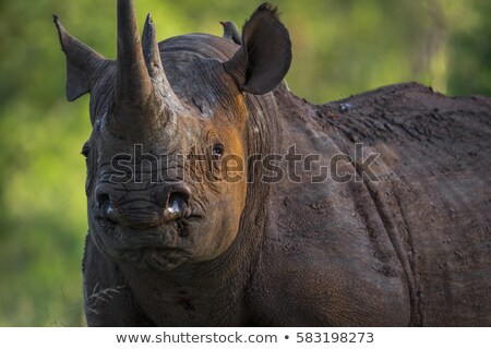 Stock foto: Chwarzes · Nashorn