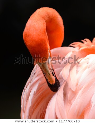 Stockfoto: Flamingo Close Up 2