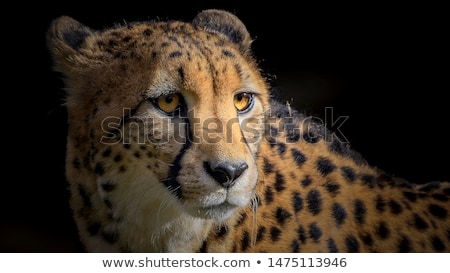 Stock foto: Cheetah Portrait