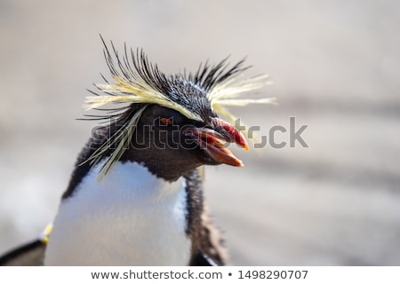 Stok fotoğraf: Rockhopper Penguin