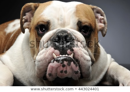 ストックフォト: English Bulldoghaving Fun In A Gray Photo Studio