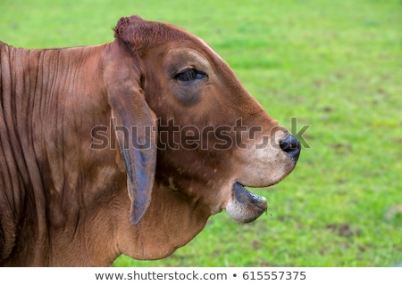 [[stock_photo]]: Brahman Cattle Smiling Side Profile Portrait