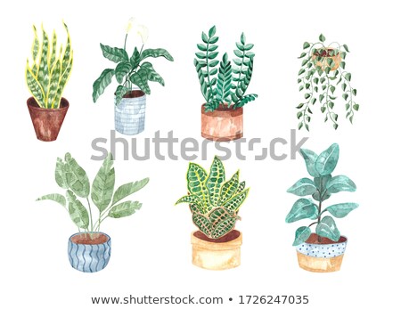 Foto stock: Green Houseplant In A White Pot On A White Background