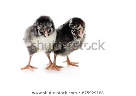 [[stock_photo]]: Silver Laced Wyandotte Chicks