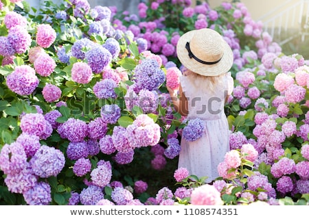Сток-фото: Lilac Flowers In Garden