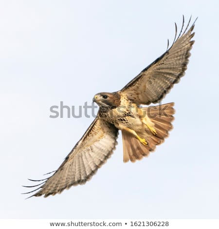 Foto stock: Red Tailed Hawk Adult