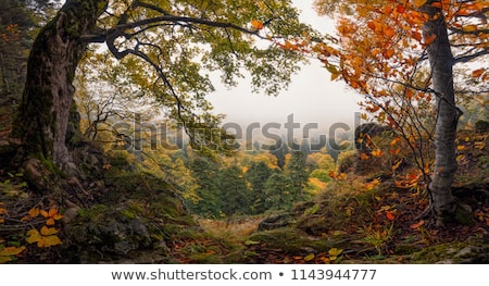 Zdjęcia stock: Beech Tree Trunks In A Foggy Forest