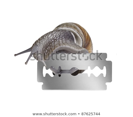 Grapevine Snail And Razor Blade Stock fotó © PRILL