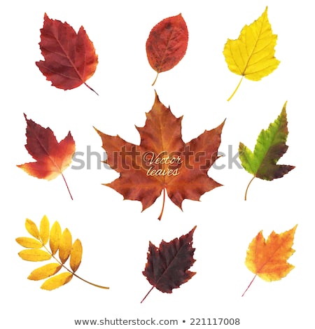 Stok fotoğraf: Autumn Vector Leafs Texture