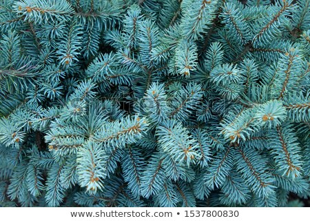 Stockfoto: Blue Spruce Branch