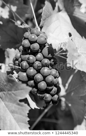 Stock photo: Grapes Prosper Well At The Housewall