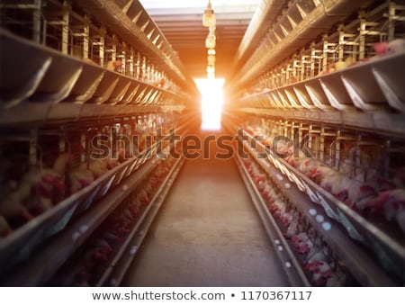 Stok fotoğraf: Rooster And Hens In The House Poultry