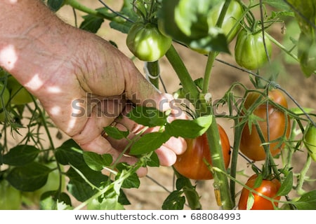 ストックフォト: Man In Greenhouse Care About Tomato Plant