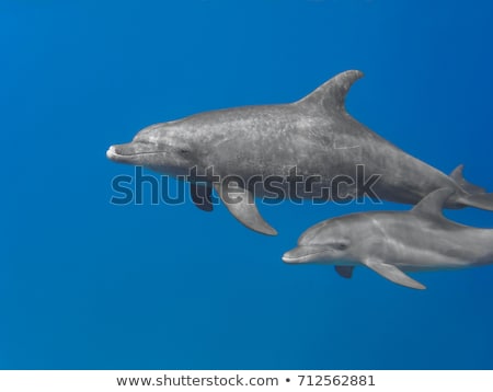 Stok fotoğraf: Bottlenose Dolphin Tursiops Aduncus