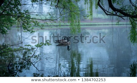 Foto d'archivio: Canada Geese Pair Swimming In Lake