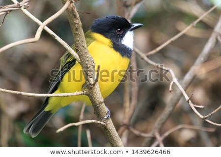 ストックフォト: Australian Golden Whistler