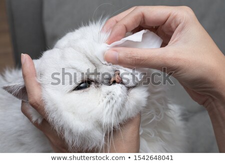 ストックフォト: Cleaning Cat