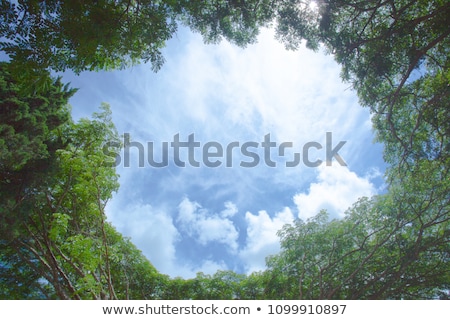 Zdjęcia stock: High Deciduous Trees In Deciduous Forest