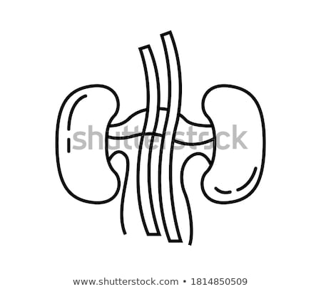 Stok fotoğraf: Kidneys Protection Symbol Collection