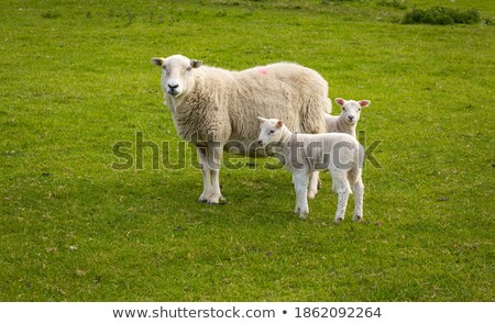 Сток-фото: Mother Sheep With Two Newborn Lambs In Spring