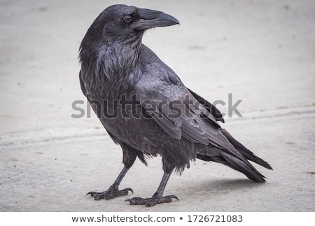 [[stock_photo]]: Portrait Of Black Crow Standing - Common Raven