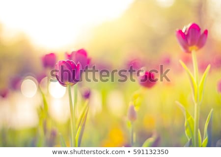 Zdjęcia stock: Flowers Tulips On The Background Bokeh