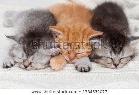 [[stock_photo]]: Cute Little British Shorthair Kitten Sleeping