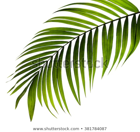 Stockfoto: Coconut Palm Leaves