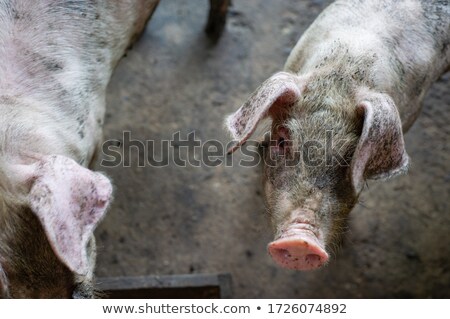 [[stock_photo]]: Dirty Pig