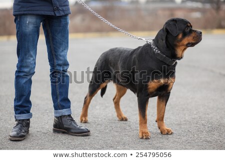 Zdjęcia stock: Man And Rottweiler