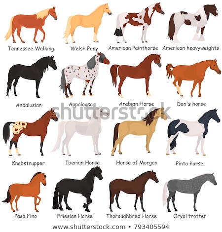 [[stock_photo]]: Breed Of Horses