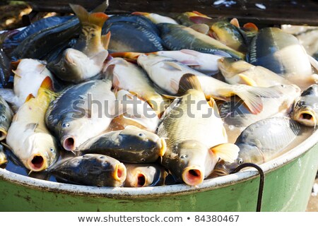 Stock fotó: Fish In Vat During Harvesting Pond