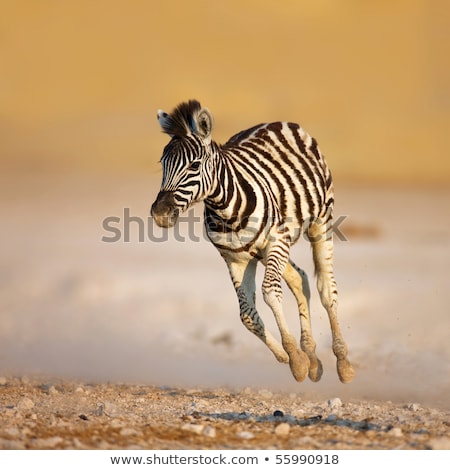 Stock foto: Aby · Zebra · Laufen