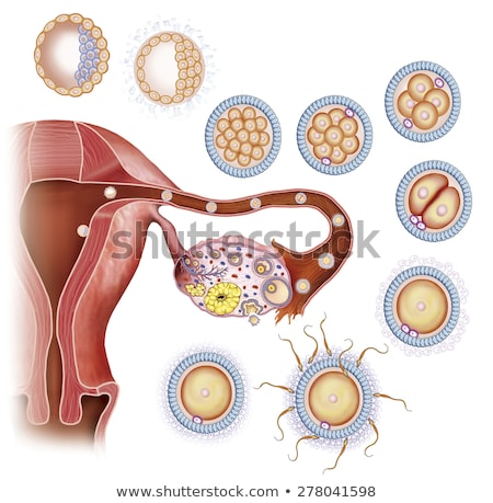 ストックフォト: Conception - Sperm And Egg In Uterus