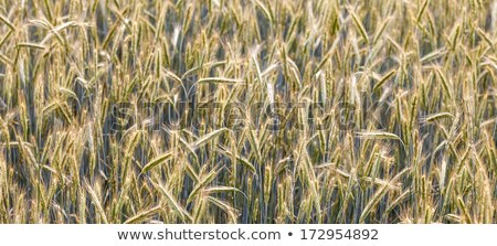 Stockfoto: Corn Field With Spica And Structured Spear