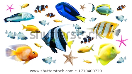 [[stock_photo]]: Colorful Tropical Fish