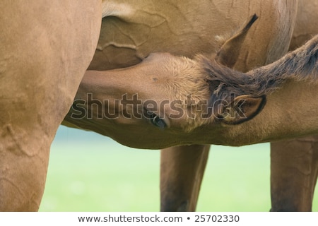 Zdjęcia stock: Horse Foal Suckling From Mare