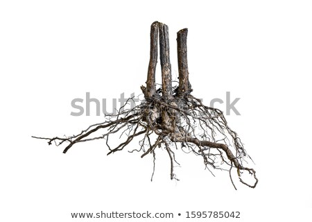 ストックフォト: A Stump With Roots