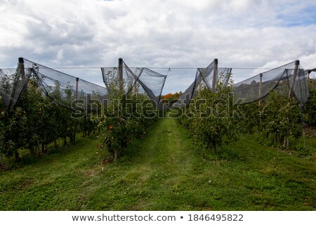 Stock photo: Apple Plantation