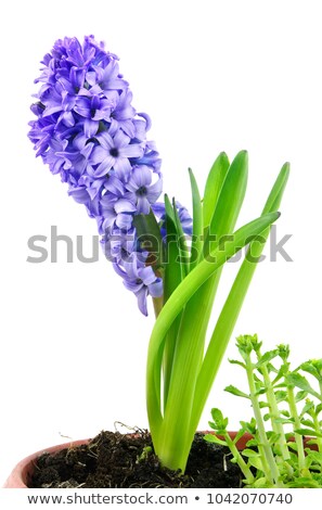 Stock fotó: Hyacinth Fresh Flowers