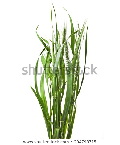 Foto stock: Straw By The Pond