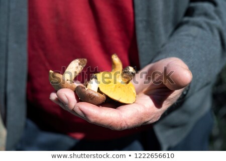 Zdjęcia stock: Old Man With Some Yellow Knight Mushrooms