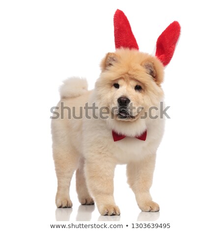 Stock foto: Chow Chow Wearing Red Bowtie Pants And Looks To Side