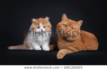 ストックフォト: Duo British Shorthair Kittens On Black