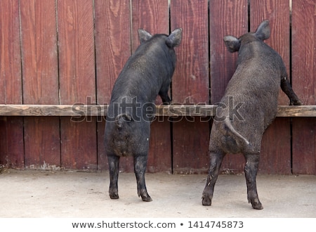 Stock photo: Little Black Pigs Stand On A Wooden Fence On A Farm