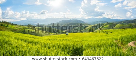 ストックフォト: Irrigation Field Panorama