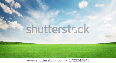 Stock foto: Tree In Green Field And Blue Sky